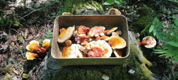 Reishi