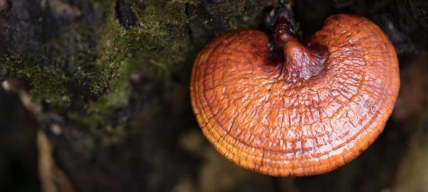 Reishi